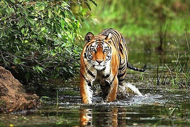 From Delhi: 5-Day Golden Triangle Tour & Ranthambore Tiger Safari - Key Points