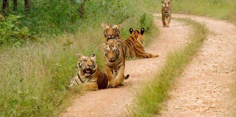 From Delhi: 5-Day Tiger Safari & Golden Triangle Tour - An Overview of the 5-Day Tour Experience