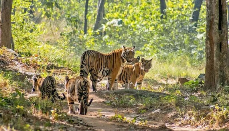 From Delhi: 5-Day Tiger Safari & Golden Triangle Tour - Who Would Enjoy This Tour Most?