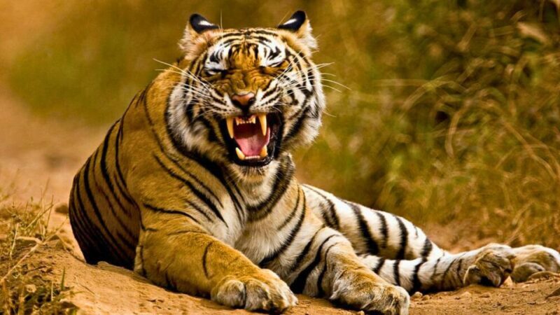 From Delhi: 5-Days Golden Triangle Tour with Tiger Safari - Authenticity and Value