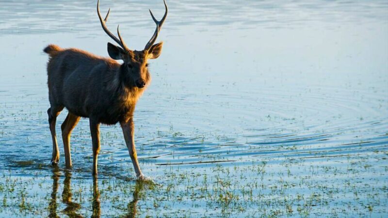 From Delhi: 5-Days Golden Triangle Tour with Tiger Safari - The Sum Up
