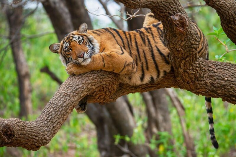 From Delhi : 6 Days Delhi, Jaipur, Agra & Ranthambore By Car - Key Points