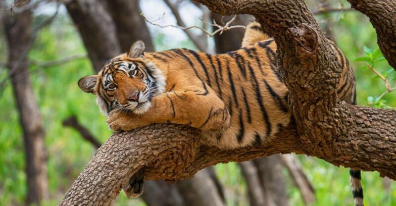 From Delhi : 6 Days Delhi, Jaipur, Agra & Ranthambore By Car - Practical Insights for Travelers