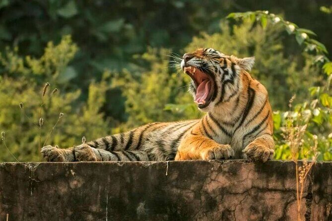 From Delhi : 6 Days Delhi, Jaipur, Agra & Ranthambore By Car - Key Points
