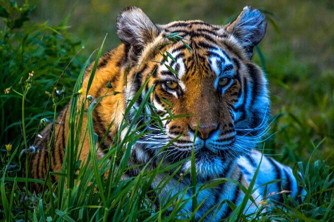 From Delhi: 8 Day Tiger Safari and Golden Triangle Tour - Exploring the Golden Triangle and Ranthambhore