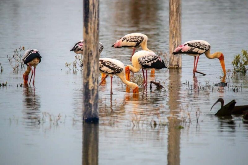 From Delhi: Bharatpur Bird Sanctuary Day Tour - FAQs