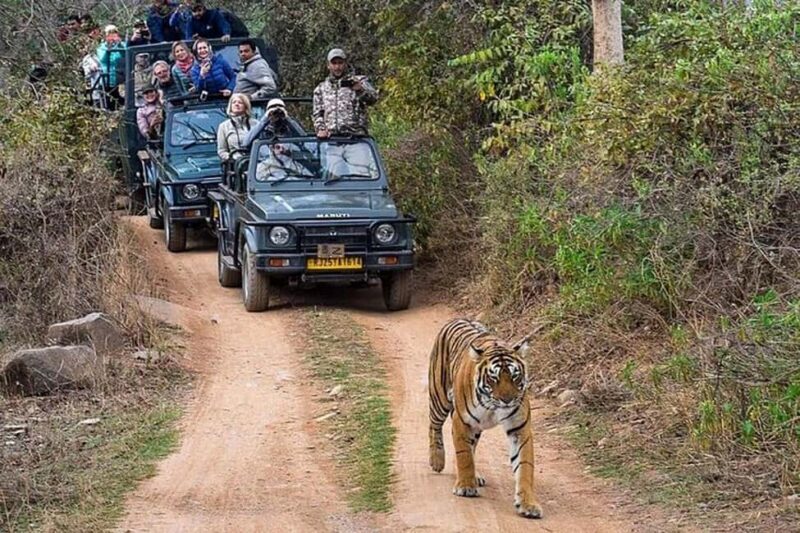 From Delhi: Delhi Ranthambore 3 Days private Tour - An In-Depth Look at the Ranthambore Tour