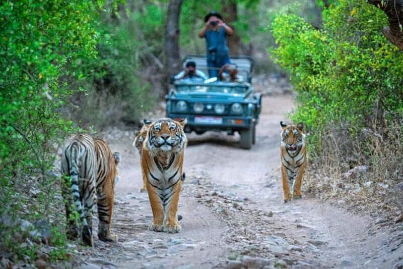 From Delhi: Delhi Ranthambore 3 Days private Tour - FAQs