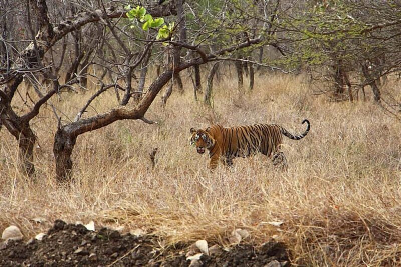 From Delhi: Delhi Ranthambore 3 Days private Tour - Final Thoughts