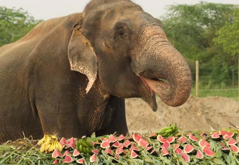 From Delhi : Elephant Conservation and Care Centre -Wildlife - FAQ