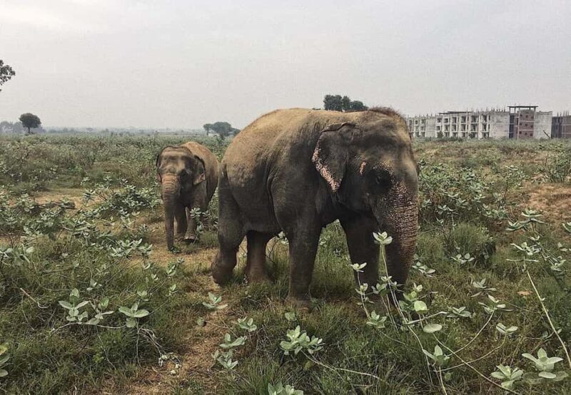 From Delhi : Elephant Conservation and Care Centre -Wildlife - Final Thoughts