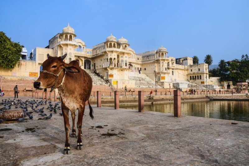 From Delhi: Full Day Jaipur City Guided Tour with Lunch - An Honest Look at the Jaipur Day Tour from Delhi
