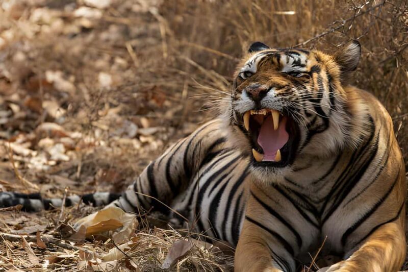 From Delhi: Golden Triangle & Ranthambore Tiger Safari 4 Day - Key Points