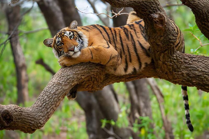 From Delhi: Golden Triangle & Ranthambore Tiger Safari 4 Day - An In-Depth Look at What You Can Expect