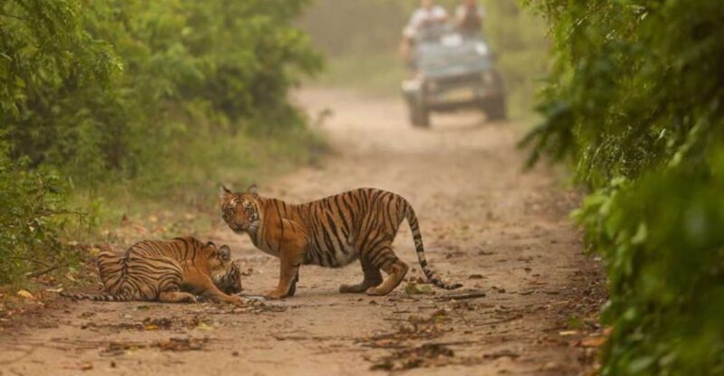 From Delhi: Golden Triangle & Ranthambore Tiger Safari 4 Day - Who Should Consider This Tour?