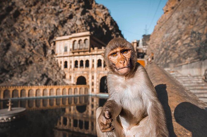 From Delhi: Jaipur city Tour with Monkey Temple by Car - The Sum Up