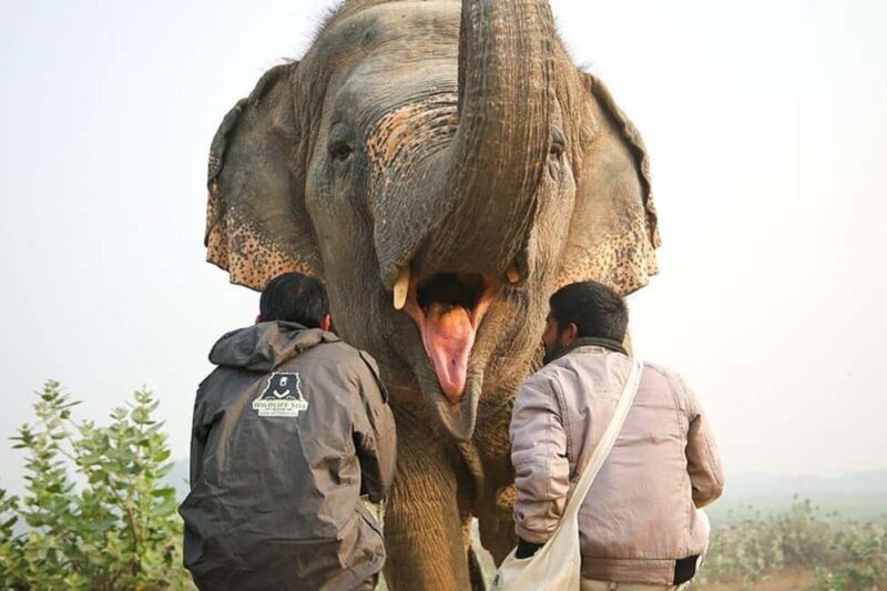 From Delhi/Jaipur: Taj Mahal & Elephant SOS Tour with Lunch - Practical Considerations