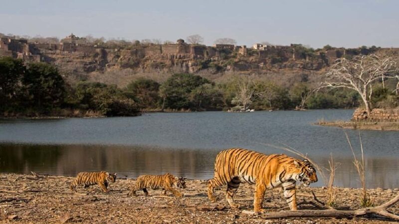 From Delhi: Jim Corbett National Park 2-Day Tour with Safari - Key Points