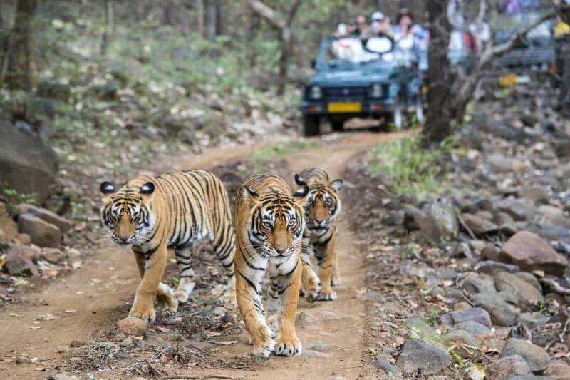 From Delhi: Jim Corbett National Park 2-Day Tour with Safari - An In-Depth Look at the Jim Corbett Experience