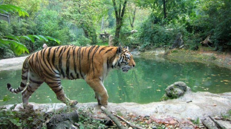 From Delhi: Jim Corbett National Park Tour by Car - A Practical Guide to the Jim Corbett National Park Tour from Delhi