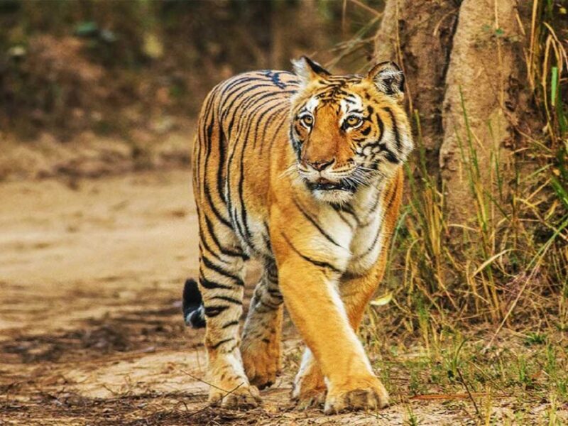 From Delhi: Jim Corbett National Park Tour by Car - The Heart of the Tour: The Safaris