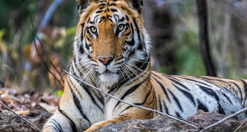 From Delhi: Jim Corbett National Park Tour by Car - Analyzing the Value