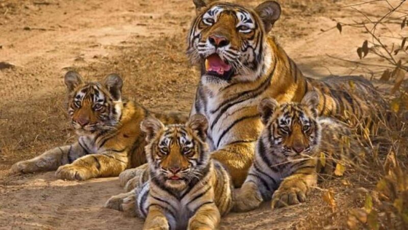 From Delhi: Khajuraho Kamasutra Temples & Panna Safari Tour - Key Points