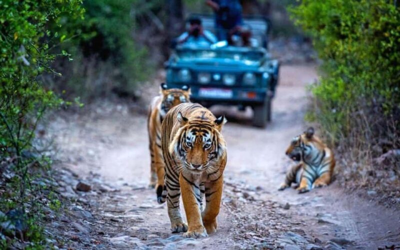 From Delhi: Ranthambore National Park Day Trip with Safari - What Makes This Tour Stand Out