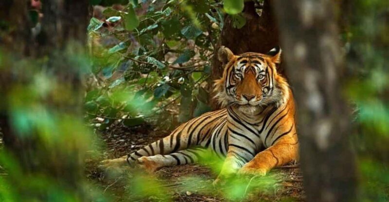 From Delhi: Ranthambore National Park Day Trip with Safari - Price & Value