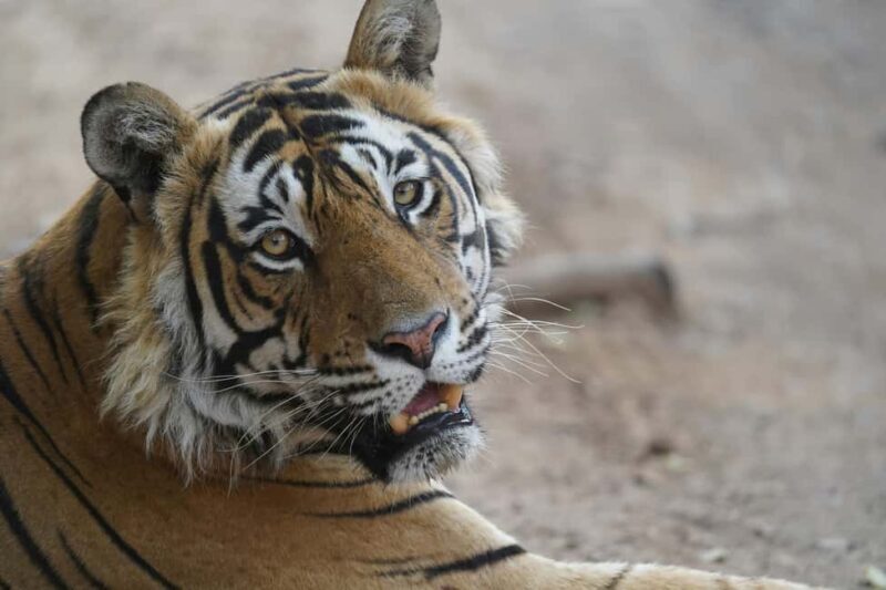 From Delhi: Ranthambore Tiger Safari with Accommodation - Key Points