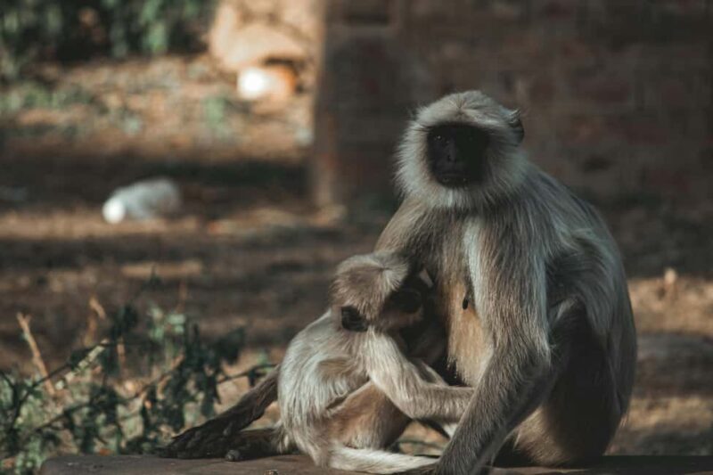 From Delhi: Ranthambore Tiger Safari with Accommodation - An In-Depth Look at the Ranthambore Safari Tour