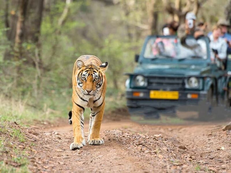 From Delhi: Same-Day Wildlife Safari at Sriska and Jhalna - Key Points