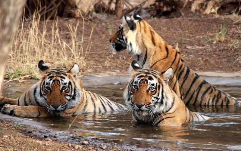 From Delhi: Same-Day Wildlife Safari at Sriska and Jhalna - An In-Depth Look at the Experience