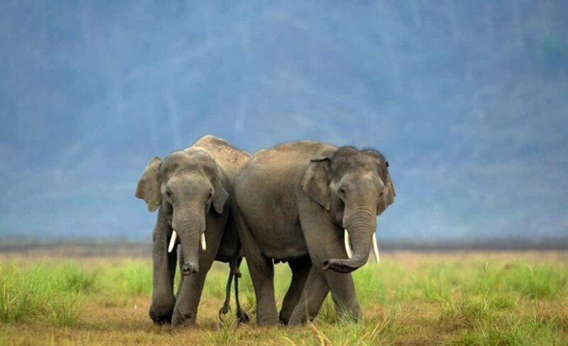 From Delhi: Same-Day Wildlife Safari at Sriska and Jhalna - Deep Dive into the Logistics
