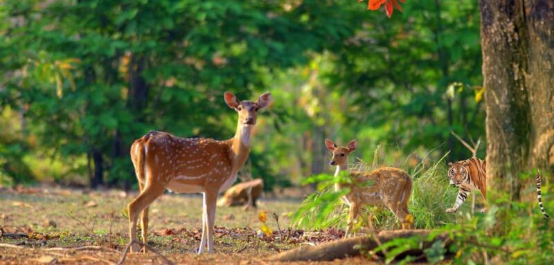 From Delhi: Same-Day Wildlife Safari at Sriska and Jhalna - Who Should Consider This Tour?