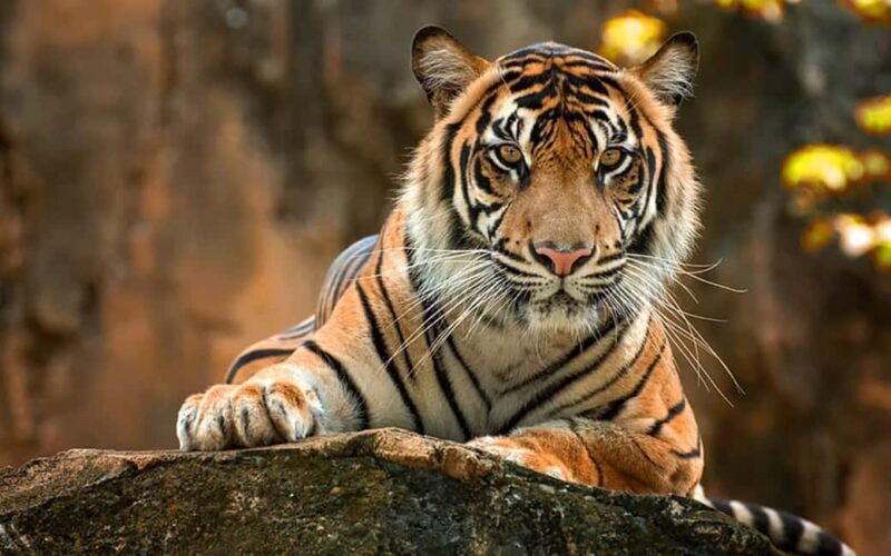 From Delhi: Same-Day Wildlife Safari at Sriska and Jhalna - FAQ