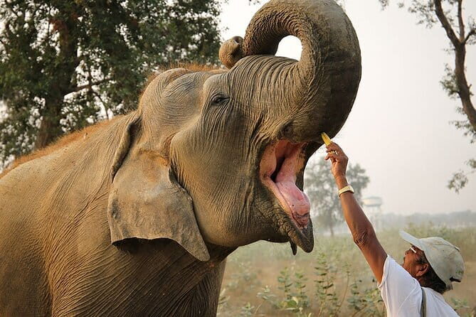 From Delhi: Sunrise Taj Mahal tour with Elephant Conservation - Key Points
