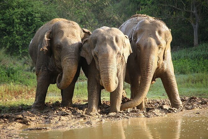 From Delhi: Sunrise Taj Mahal tour with Elephant Conservation - The Itinerary in Detail