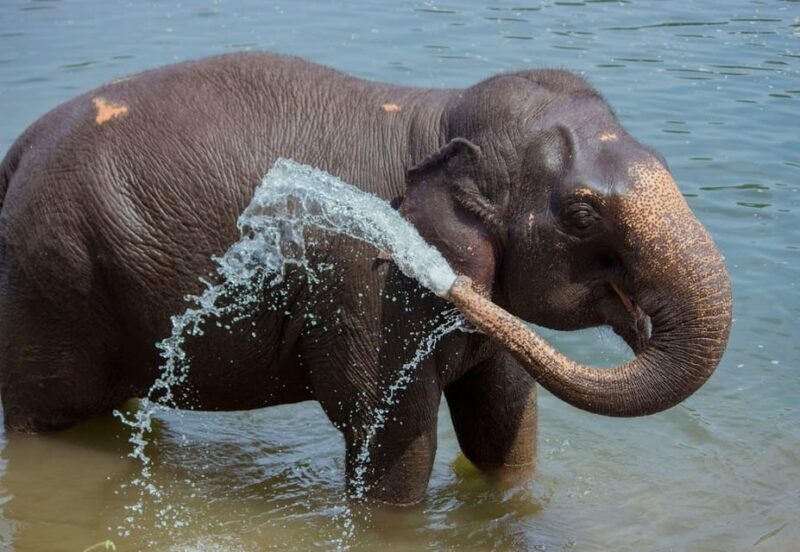 From Delhi: Sunrise Taj Mahal Tour with Elephant SOS Center - How This Tour Fits Different Travelers