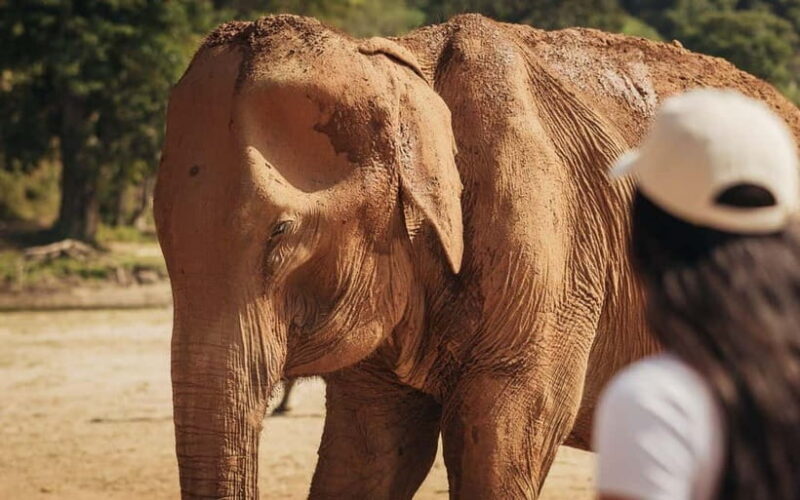 From Delhi: Sunrise Taj Mahal Tour with Elephant SOS Center - FAQ