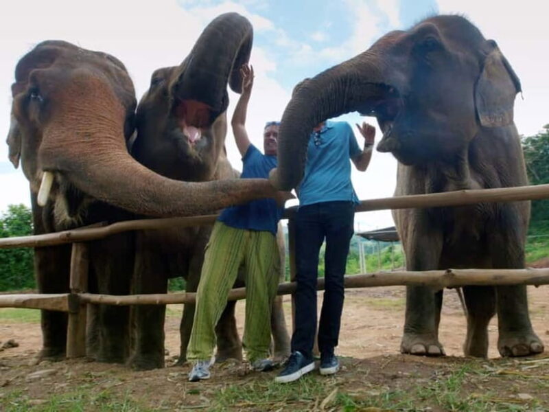 From Delhi: Sunrise Taj Mahal Tour With Elephant SOS - Who Should Consider This Tour?