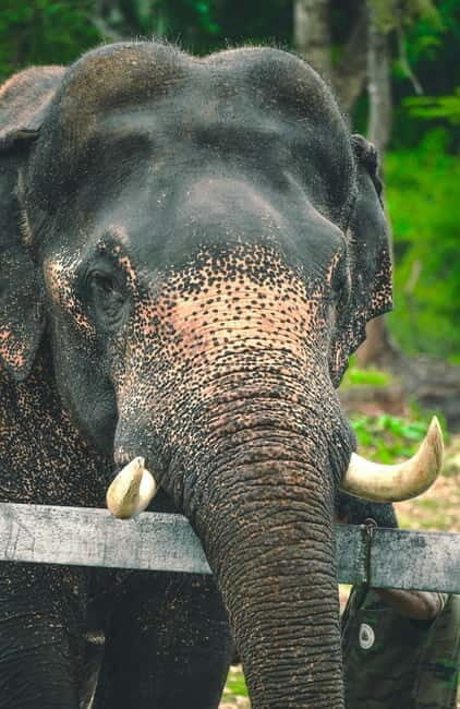 From Delhi: Taj Mahal & Agra Tour & Elephant SOS & 5*Lunch - Return Journey & Flexibility
