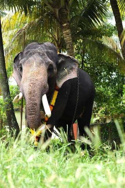 From Delhi: Taj Mahal & Agra Tour & Elephant SOS & 5*Lunch - FAQ