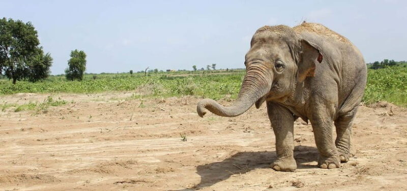 From Delhi: Taj Mahal Sunrise and Elephant Conservation Tour - The Return Journey and Overall Value