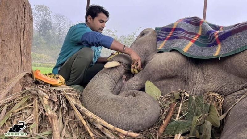 From Delhi: Taj Mahal Sunrise and Elephant Conservation Tour - FAQ