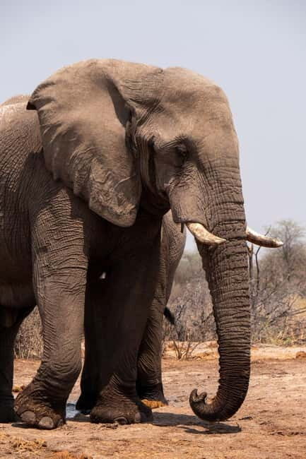 From Delhi: Taj Mahal Sunrise and Elephant Wildlife SOS Tour - Who Will Love This Tour?