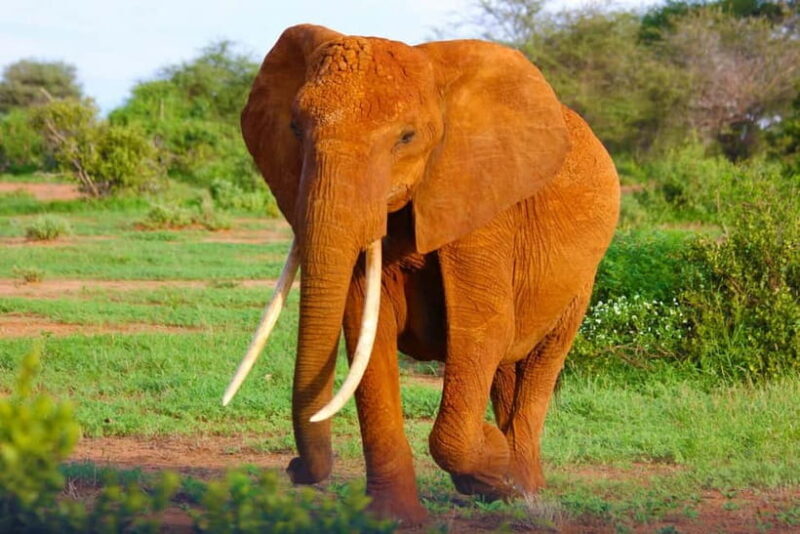 From Delhi: Taj Mahal Sunrise Tour w/ Elephant Conservation - Key Points