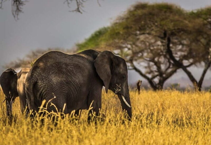 From Delhi: Taj Mahal Sunrise Tour w/ Elephant Conservation - An In-Depth Look at the Tour Itself