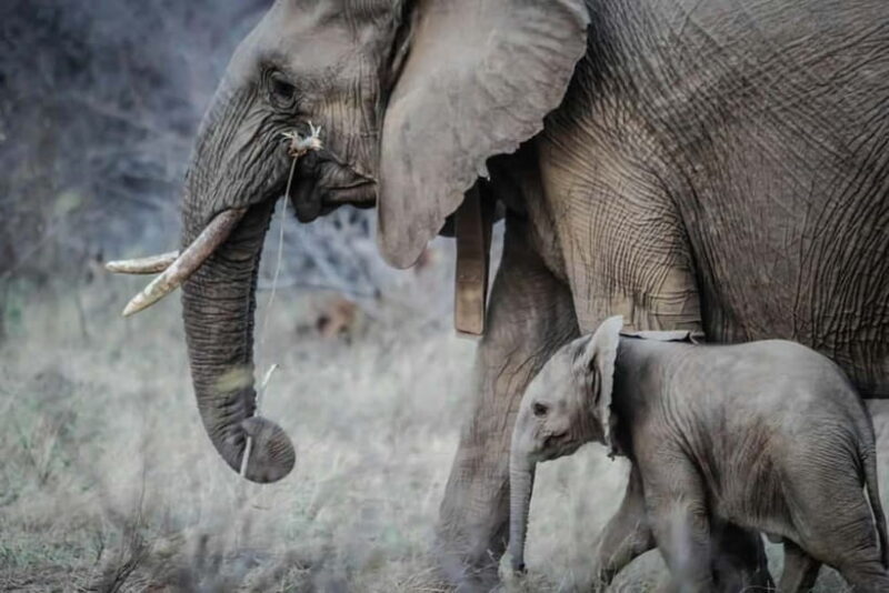 From Delhi: Taj Mahal Sunrise Tour w/ Elephant Conservation - Practical Tips for Your Trip