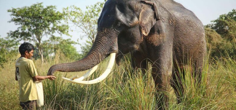 From Delhi: Taj Mahal Sunrise Tour W/ Elephant Conservation - From Delhi: Taj Mahal Sunrise Tour W/ Elephant Conservation – A Detailed Review